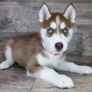 Siberian Husky